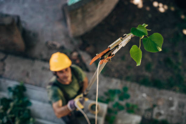 Leaf Removal Services